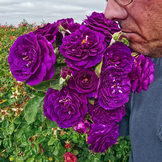 Ebb Tide Floribunda Rose