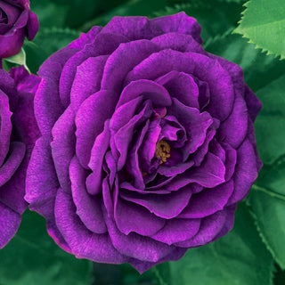 Ebb Tide Floribunda Rose