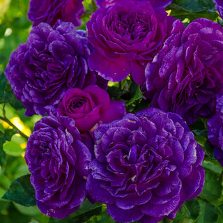 Ebb Tide Floribunda Rose