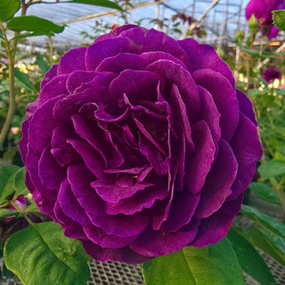 Ebb Tide Floribunda Rose