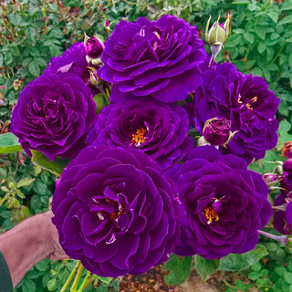 Ebb Tide Floribunda Rose
