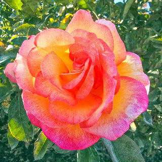 Sheila's Perfume Floribunda Rose