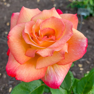 Sheila's Perfume Floribunda Rose