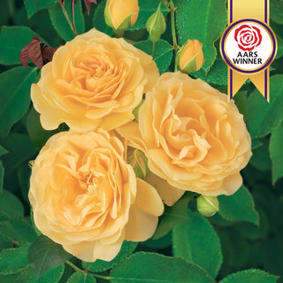 Julia Child Floribunda Rose