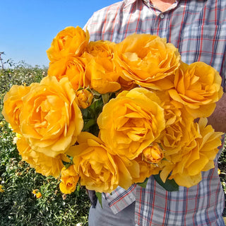 Julia Child Floribunda Rose