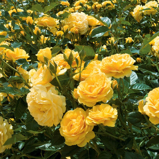Julia Child Floribunda Rose