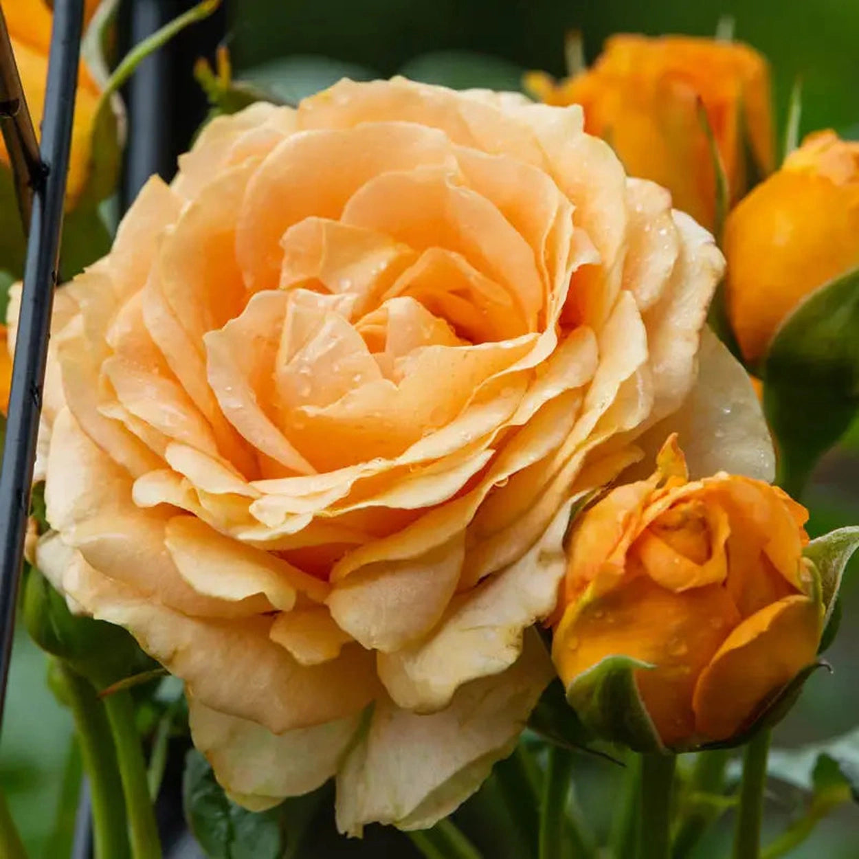 floribunda rose seeds Julia Child Floribunda Rose