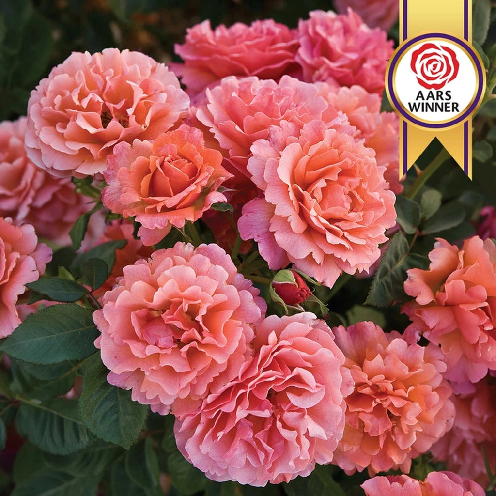 Easy Does It® Floribunda Rose | Roses for Growing | Breck’s – Brecks