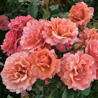 Easy Does It® Floribunda Rose