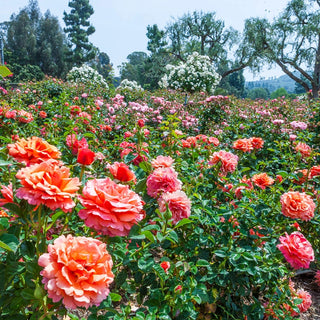 Easy Does It® Floribunda Rose