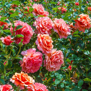 Easy Does It® Floribunda Rose