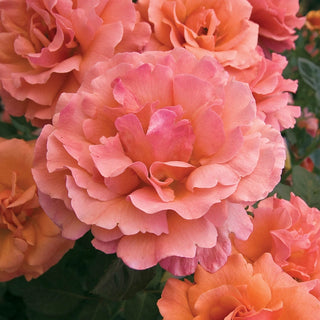 Easy Does It® Floribunda Rose