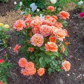 Easy Does It® Floribunda Rose