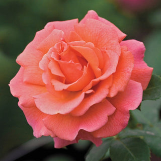 Easy Does It® Floribunda Rose