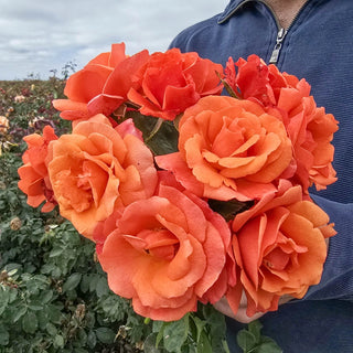 Easy Does It® Floribunda Rose