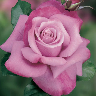 Barbra Streisand Hybrid Tea Rose
