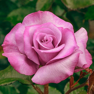 Barbra Streisand Hybrid Tea Rose