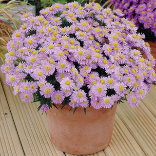 Daisy Aster Collection