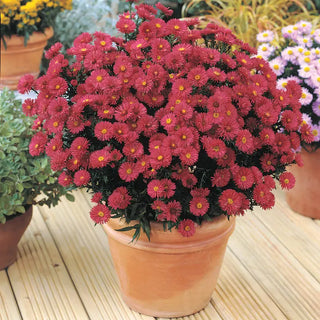 Daisy Aster Collection