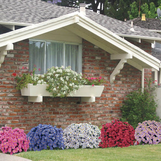 Daisy Aster Collection