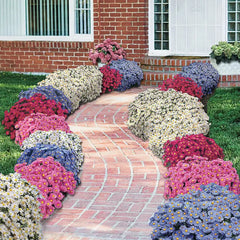 Daisy Aster Collection | Breck's