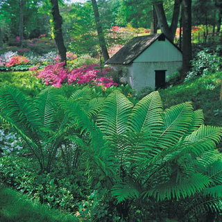 Tennessee Ostrich Fern