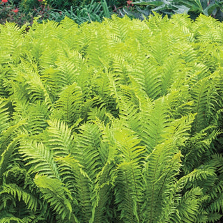 Tennessee Ostrich Fern