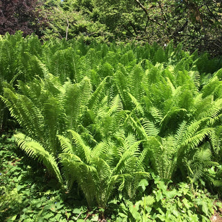 Tennessee Ostrich Fern