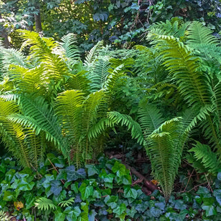 Tennessee Ostrich Fern