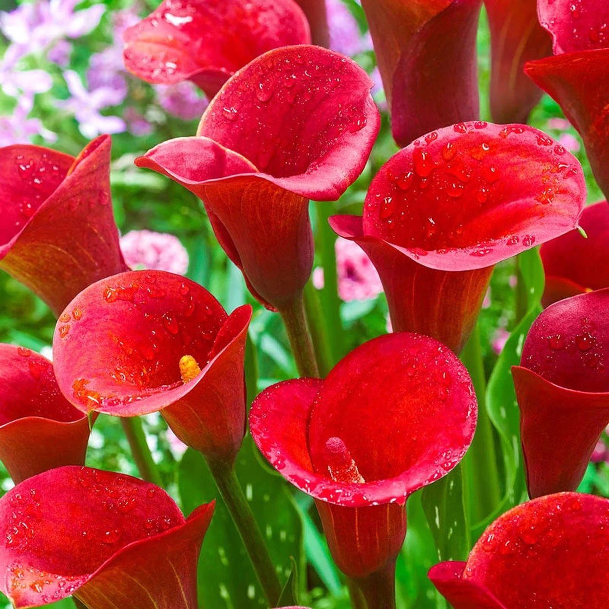 calla lily red flower Red Alert® Calla Lily