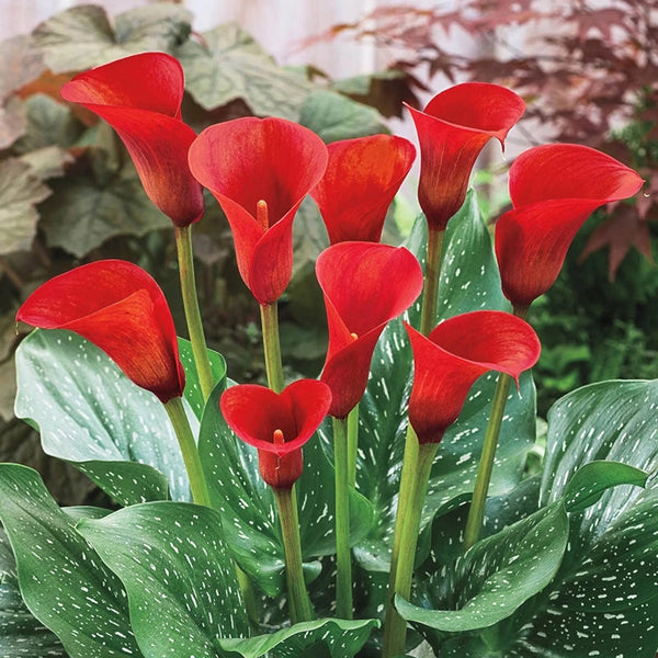 red calla lily flower Red Alert® Calla Lily