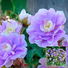 geranium summer skies seeds Buy Summer Skies Double Geranium | Sun Perennials