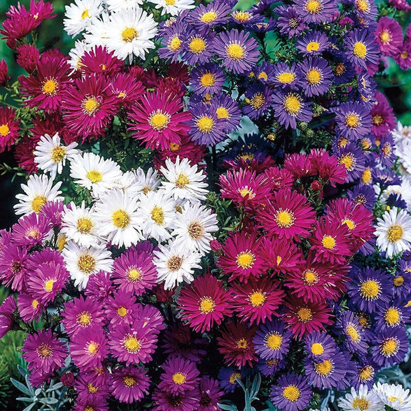 aster pot n patio mix Tall Aster Mixture