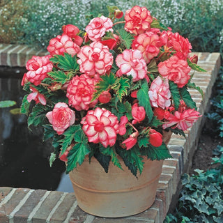 White Red Picotee Begonia 