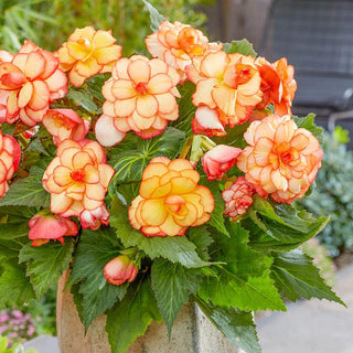 Yellow-Red Picotee Begonia