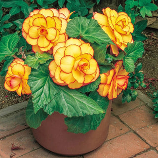 Yellow-Red Picotee Begonia
