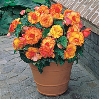 Yellow-Red Picotee Begonia