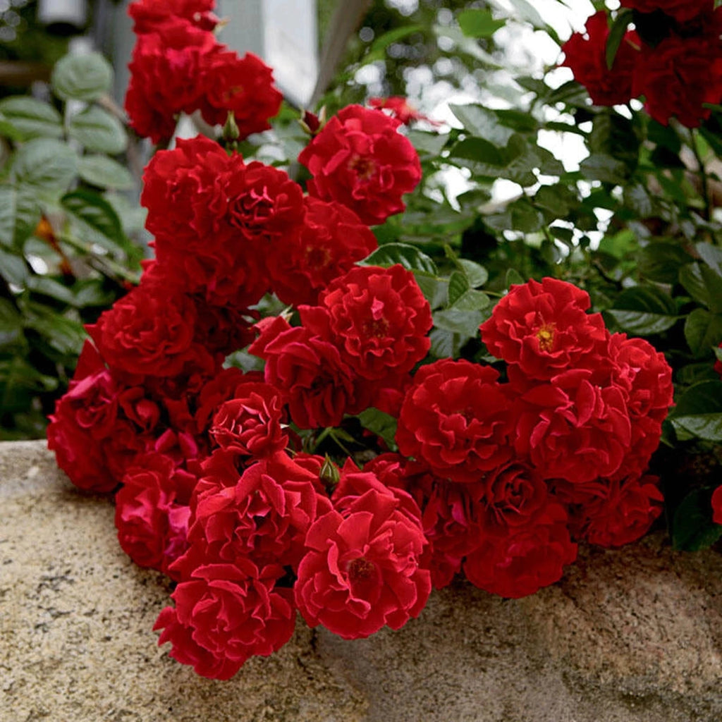 Red Ribbons Groundcover Rose | Breck's