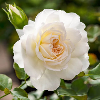 White Meidiland® Groundcover Rose