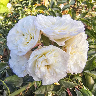 White Meidiland® Groundcover Rose