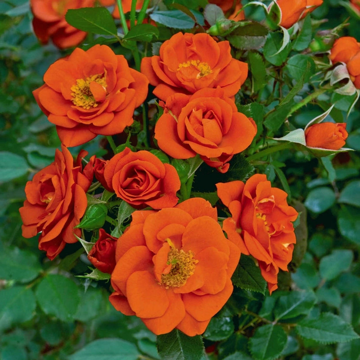All A'Twitter Patio Rose All A'Twitter Patio Rose