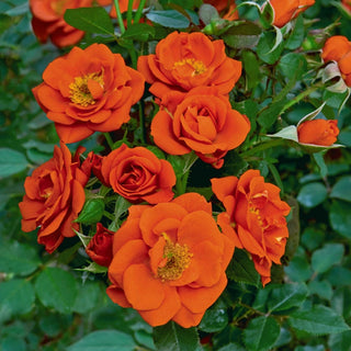 All A'Twitter™ Patio Rose