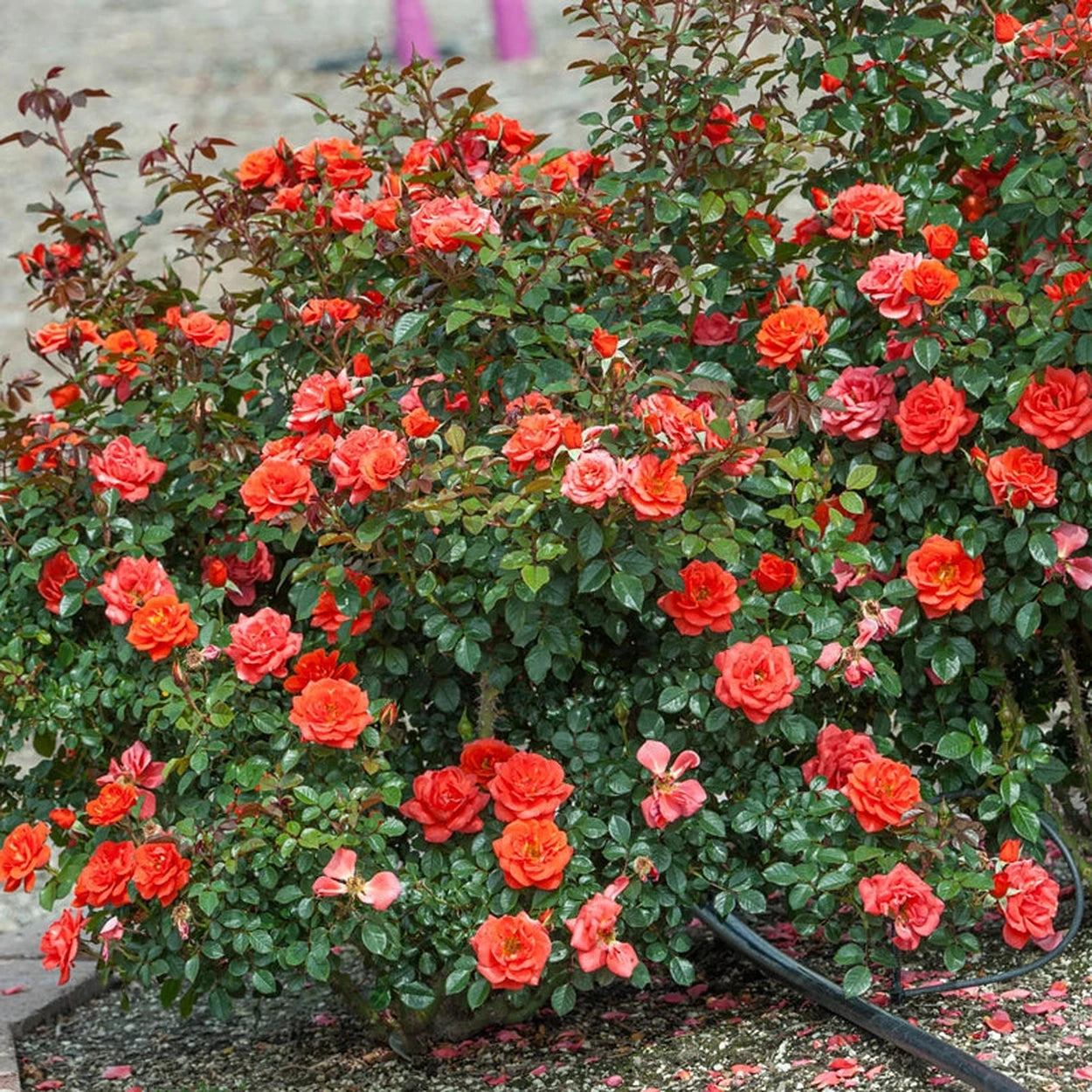 All aTwitter Miniature Rose | Breck's All aTwitter Miniature Rose | Breck's