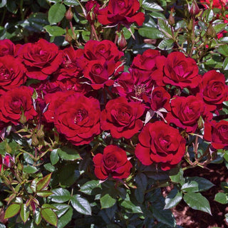 Premium Rose Bushes – Shrubs, Climbers & Hybrid Teas | Breck’s