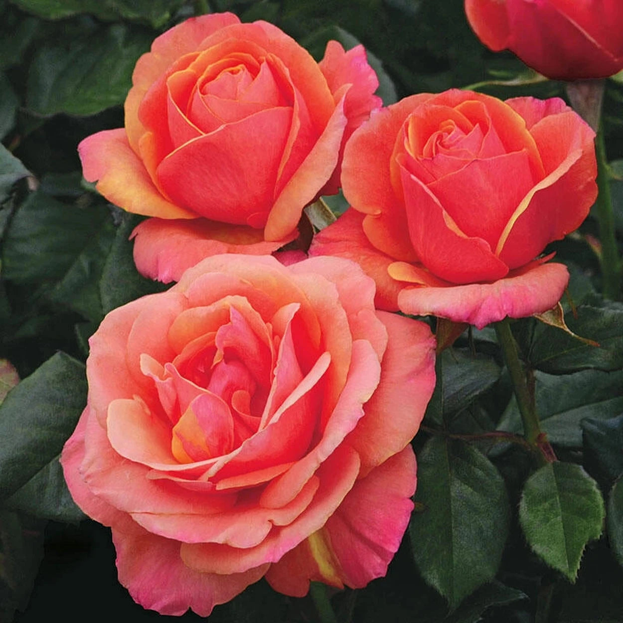 Annas Promise Downton Abbey Grandiflora Rose | Breck's Annas Promise Downton Abbey Grandiflora Rose | Breck's