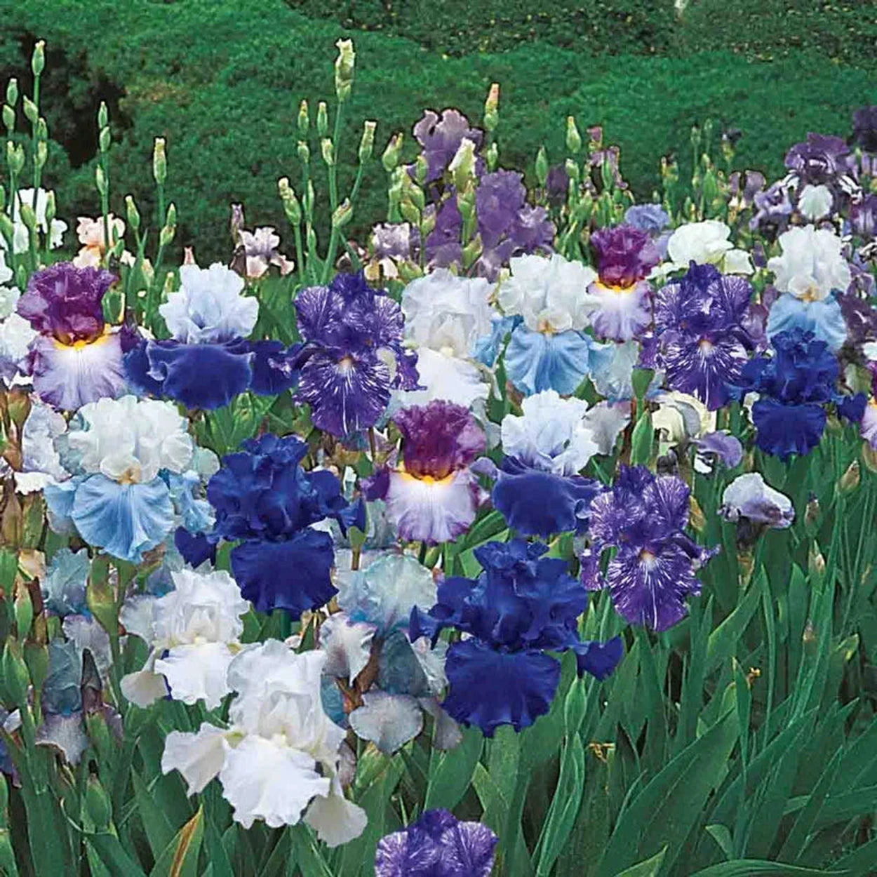 Heavenly Blues Iris Mixture Super Sak | Breck's Heavenly Blues Iris Mixture Super Sak | Breck's