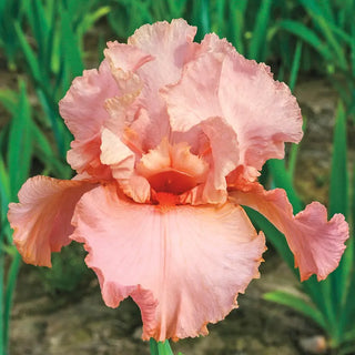 Peggy Sue Reblooming Bearded Iris