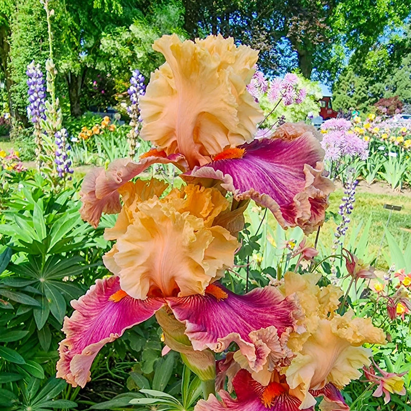 Decadence Bearded Iris | Breck's Decadence Bearded Iris | Breck's