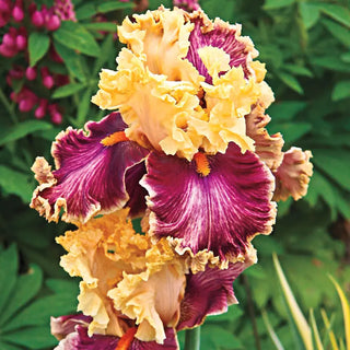 Decadence Bearded Iris