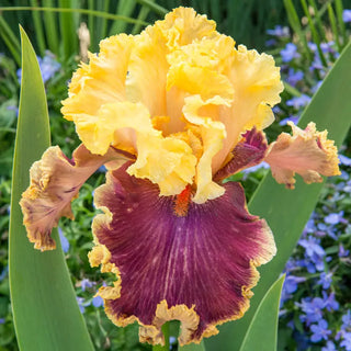 Decadence Bearded Iris